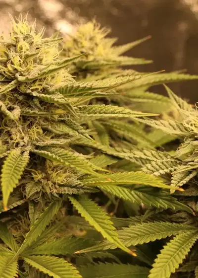 Kandicrackerz by Relentless Genetics, Photoperiod cannabis strain