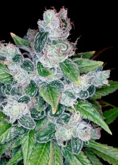 Kandy Kush by Reserva Privada, Photoperiod cannabis strain