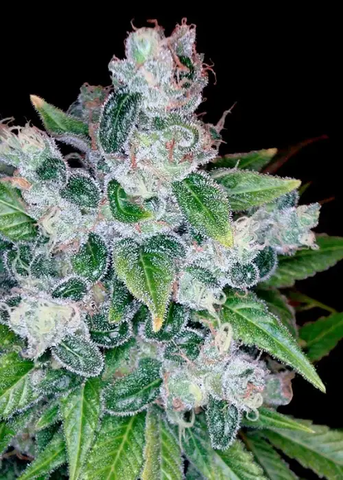 Kandy Kush by Reserva Privada, Photoperiod cannabis strain