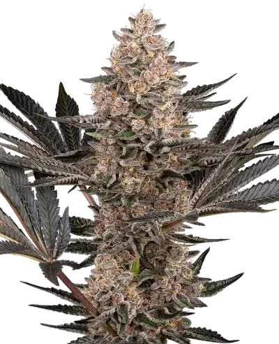 Karate Kid by Sensi Seeds, Photoperiod cannabis strain
