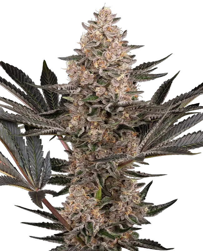 Karate Kid by Sensi Seeds, Photoperiod cannabis strain