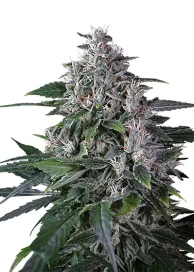 Karels Haze by Super Sativa Seed Club, Photoperiod cannabis strain