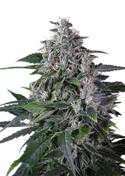 Karels Haze by Super Sativa Seed Club, Photoperiod cannabis strain
