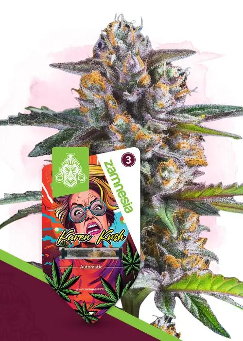 Karen Kush Automatic by Zamnesia Seeds, Autoflower cannabis strain