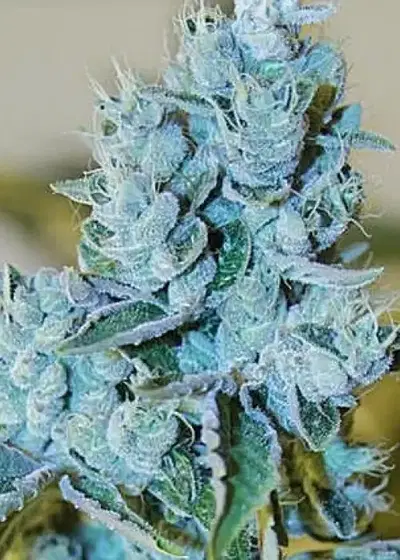 Karma’s Headbanger by Karma Genetics, Photoperiod cannabis strain