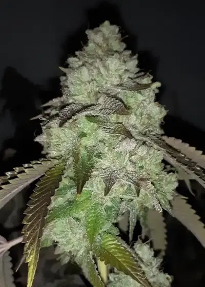 KarmaRado OG by Karma Genetics, Photoperiod cannabis strain