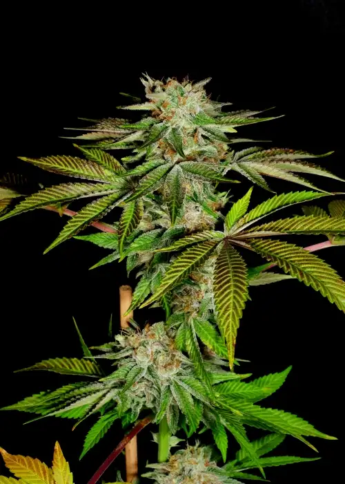 Katsu Pupil by Mass Medical Strains, Photoperiod cannabis strain