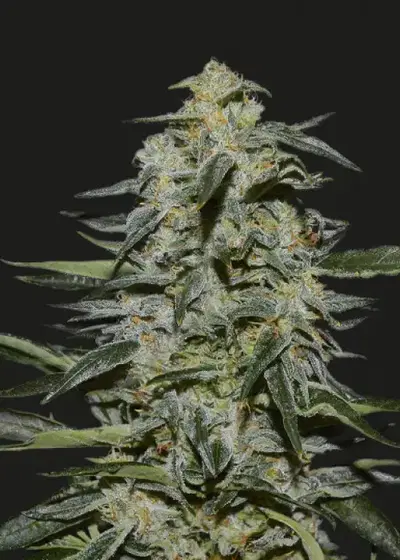 Katyusha by Kalashnikov Seeds, Photoperiod cannabis strain