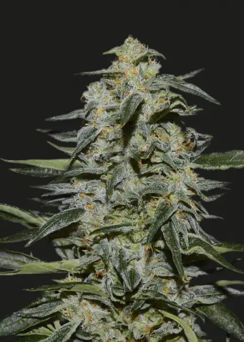 Katyusha by Kalashnikov Seeds, Photoperiod cannabis strain