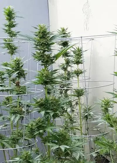 Kauai Electrics by Ocean Grown Seeds, Photoperiod cannabis strain