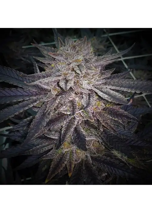 Kawartha Kush by 7 East Genetics, Photoperiod cannabis strain