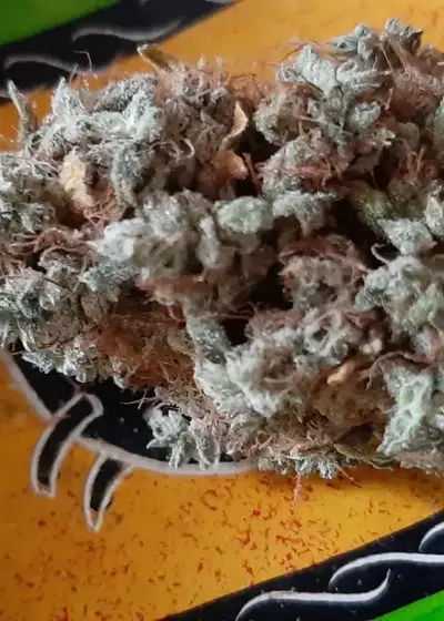 KC 39 by KC Brains, Photoperiod cannabis strain