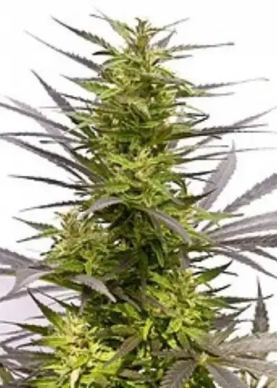 KC 42 by KC Brains, Photoperiod cannabis strain