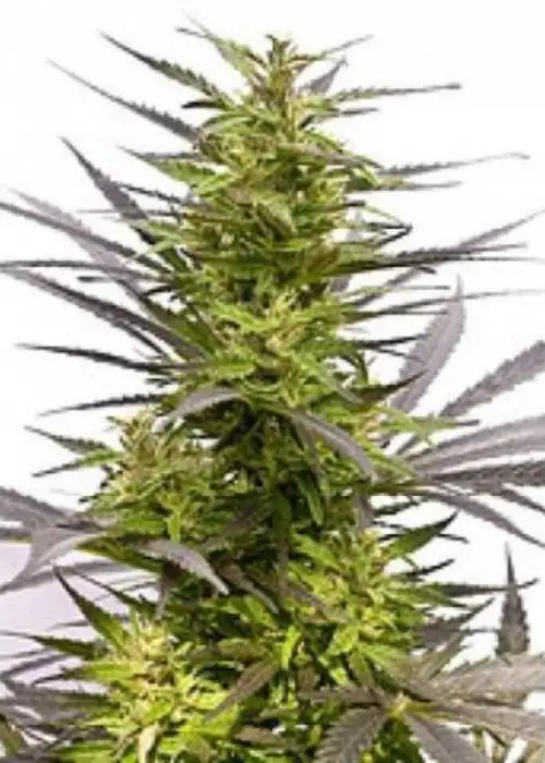 KC 42 by KC Brains, Photoperiod cannabis strain