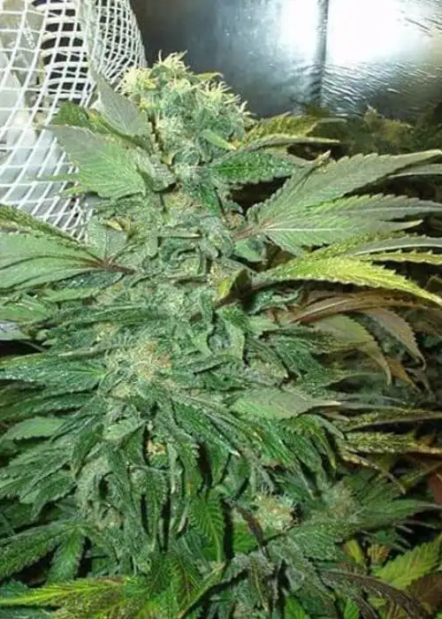 KC 45 Auto by KC Brains, Autoflower cannabis strain