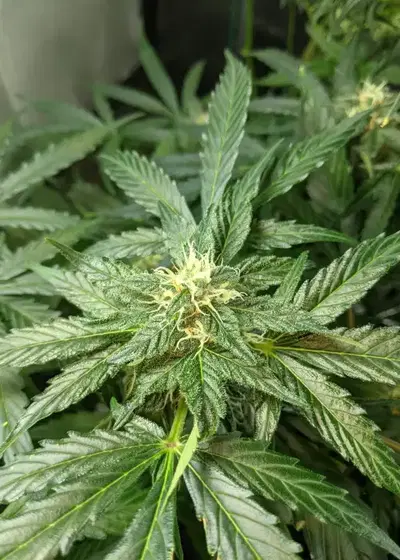 KC 48 Auto by KC Brains, Autoflower cannabis strain