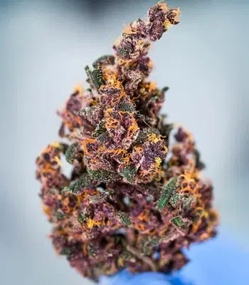 Keepers OG by Seedkeepers, Autoflower cannabis strain