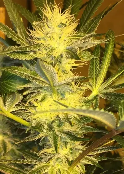 Kendawg by Dungeons Vault Genetics, Photoperiod cannabis strain