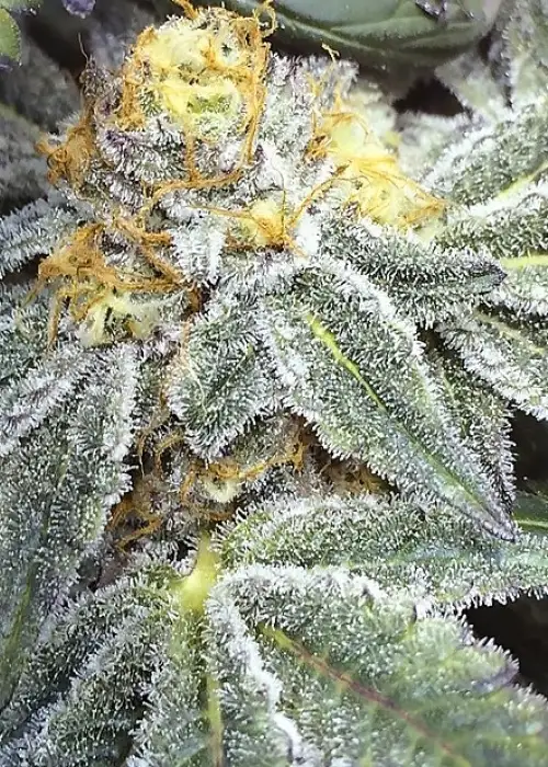 Kens Grand OG by Dungeons Vault Genetics, Photoperiod cannabis strain