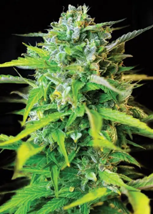 Kera Burmese Kush by Keraseeds, Photoperiod cannabis strain