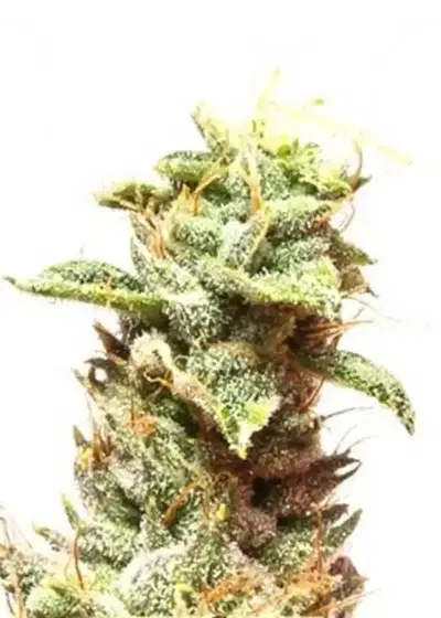 Kera California Nuggets by Keraseeds, Photoperiod cannabis strain