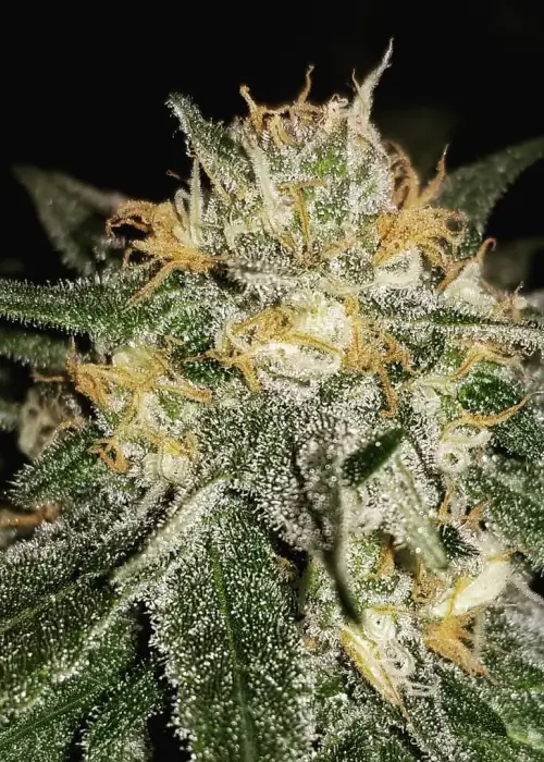 Kera Cherry Grapefruit by Keraseeds, Photoperiod cannabis strain