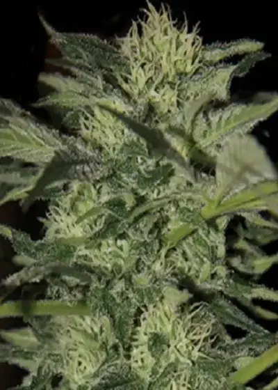 Kera Crazy Bud AUTO by Keraseeds, Autoflower cannabis strain