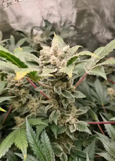 Kera OG Kush by Keraseeds, Photoperiod cannabis strain