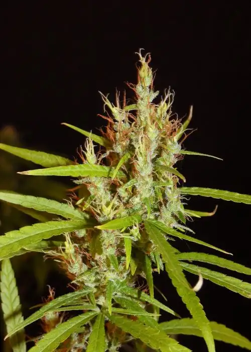 Kerala Chellakutti by Khalifa Genetics, Photoperiod cannabis strain