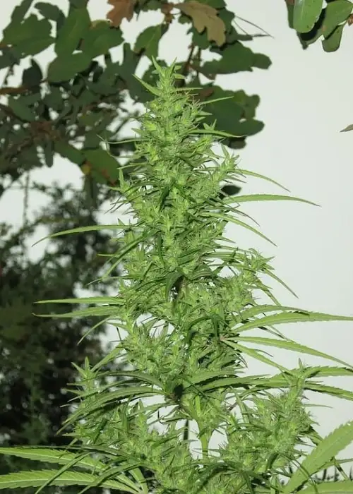 Kerala by The Real Seed Company, Photoperiod cannabis strain