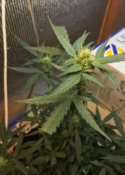 Keramatic Auto by Keraseeds, Autoflower cannabis strain