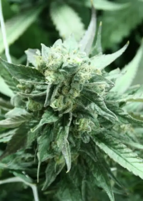 Khufu by The Devils Harvest Seeds, Photoperiod cannabis strain