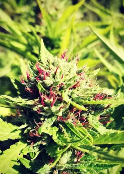 Kikiriki by French Touch Seeds, Photoperiod cannabis strain