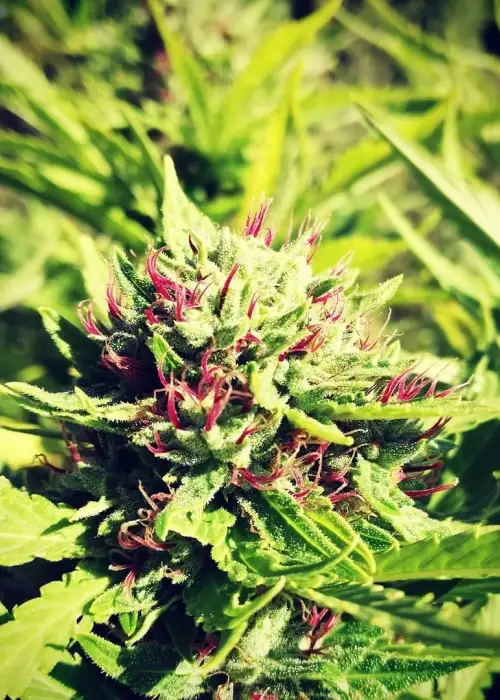 Kikiriki by French Touch Seeds, Photoperiod cannabis strain