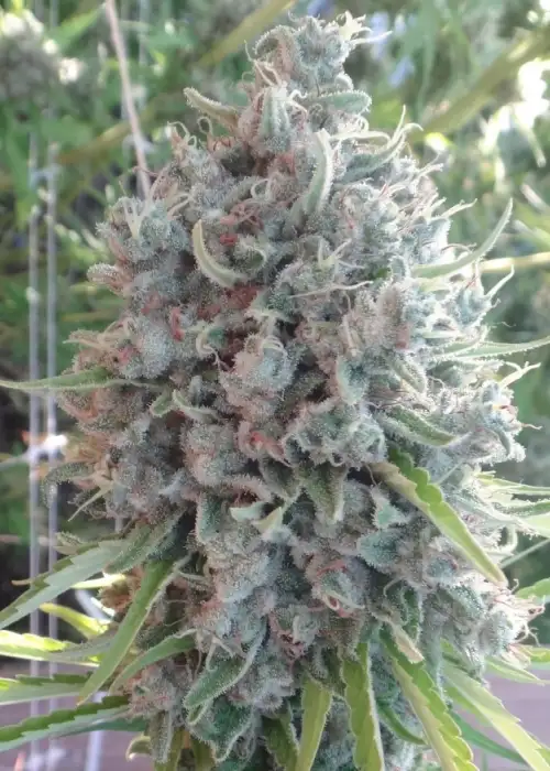 Killer A5 Haze by ACE Seeds, Photoperiod cannabis strain