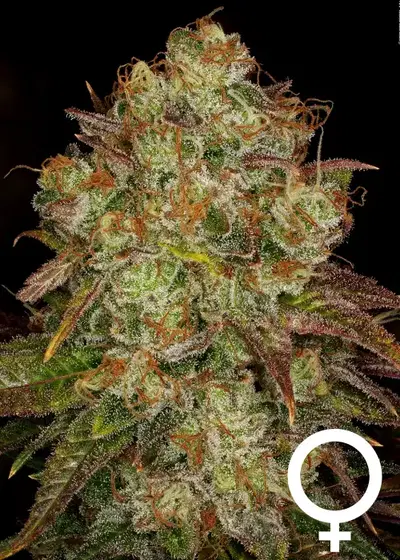 Killer Glue by Serious Seeds, Photoperiod cannabis strain