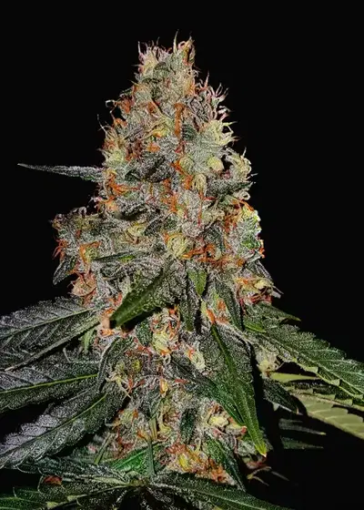 Killer Haze Auto by Copenhagen Seed Company, Autoflower cannabis strain