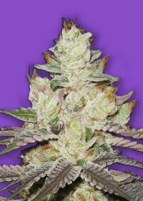 Killer Purps by Bomb Seeds, Photoperiod cannabis strain