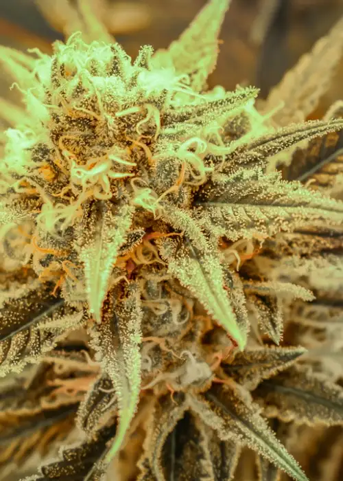 Killer Queen by Brothers Grimm Seeds, Photoperiod cannabis strain
