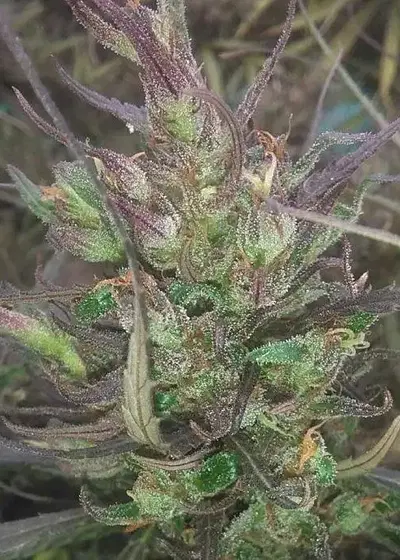 King Congo by Tropical Seeds Company, Photoperiod cannabis strain
