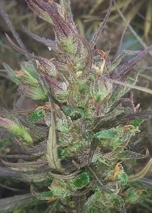 King Congo by Tropical Seeds Company, Photoperiod cannabis strain