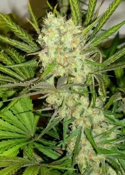 King Gelato by Feminised Seeds Company, Photoperiod cannabis strain