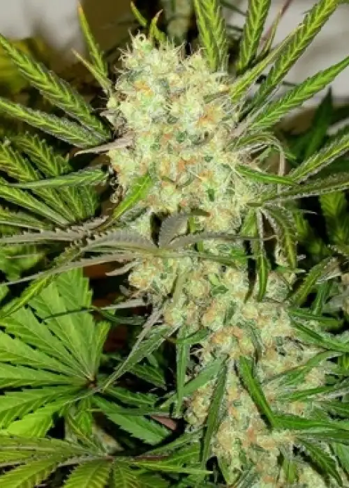 King Gelato by Feminised Seeds Company, Photoperiod cannabis strain