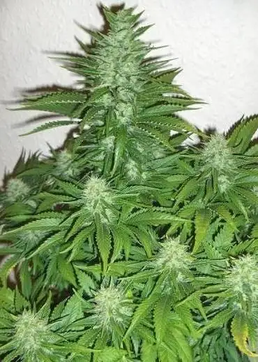 King Kong Auto by Discreet Seeds, Autoflower cannabis strain