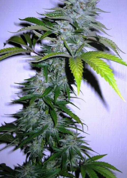 King Kong by Up The Hill, Photoperiod cannabis strain