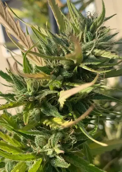 Kings Banner by Pure Instinto, Photoperiod cannabis strain