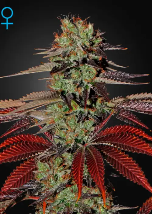 Kings Kush Auto by Green House Seed Co., Autoflower cannabis strain