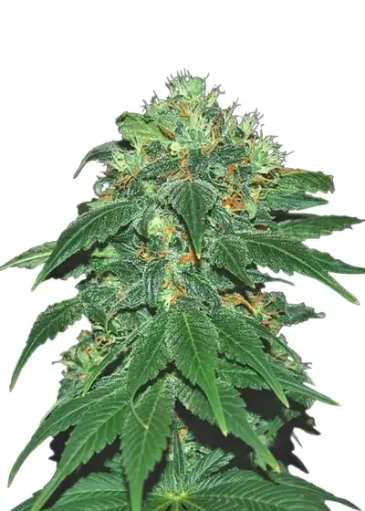 Kiss Dragon by Samsara Seeds, Photoperiod cannabis strain