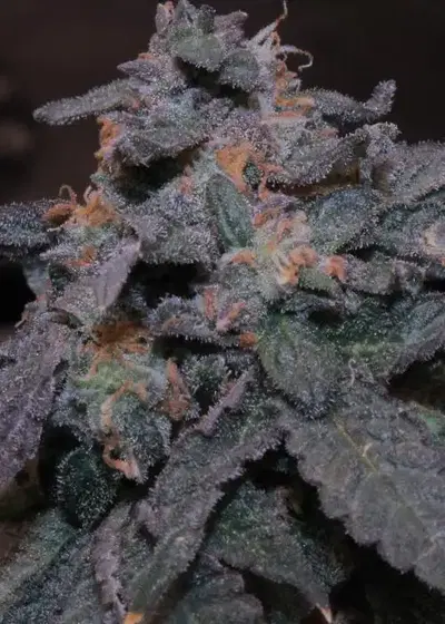 Kitchen Sink by Cannarado Genetics, Photoperiod cannabis strain