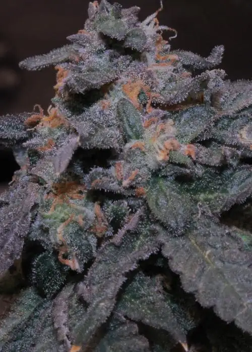 Kitchen Sink by Cannarado Genetics, Photoperiod cannabis strain